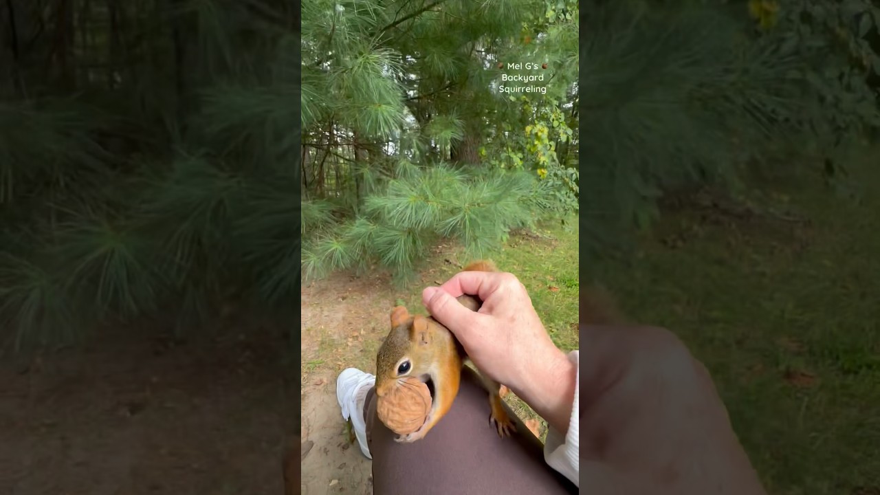 I pet a gray squirrel and a red squirrel!!😍🐿️🐿️ #squirrelwhisperer #melgsbackyardsquirreling