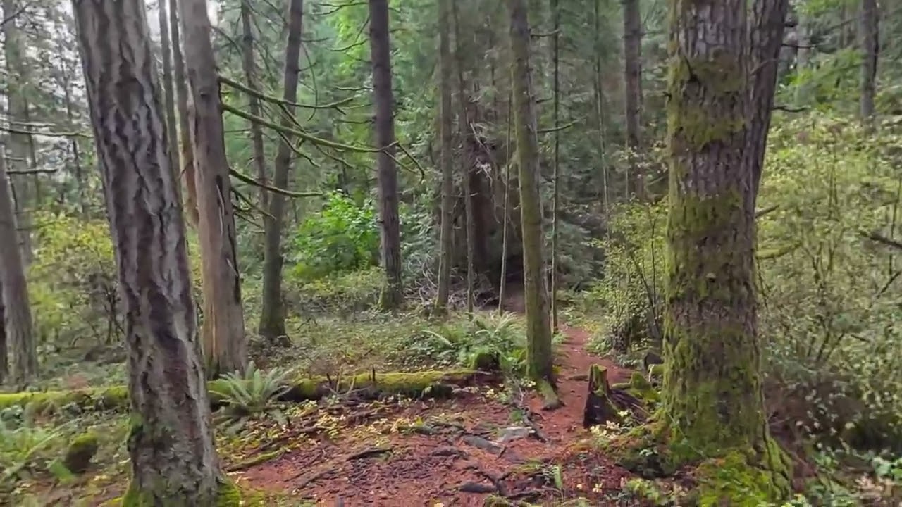 VR Rainforest Captured using a Quest 3 and Hyperscape Capture software