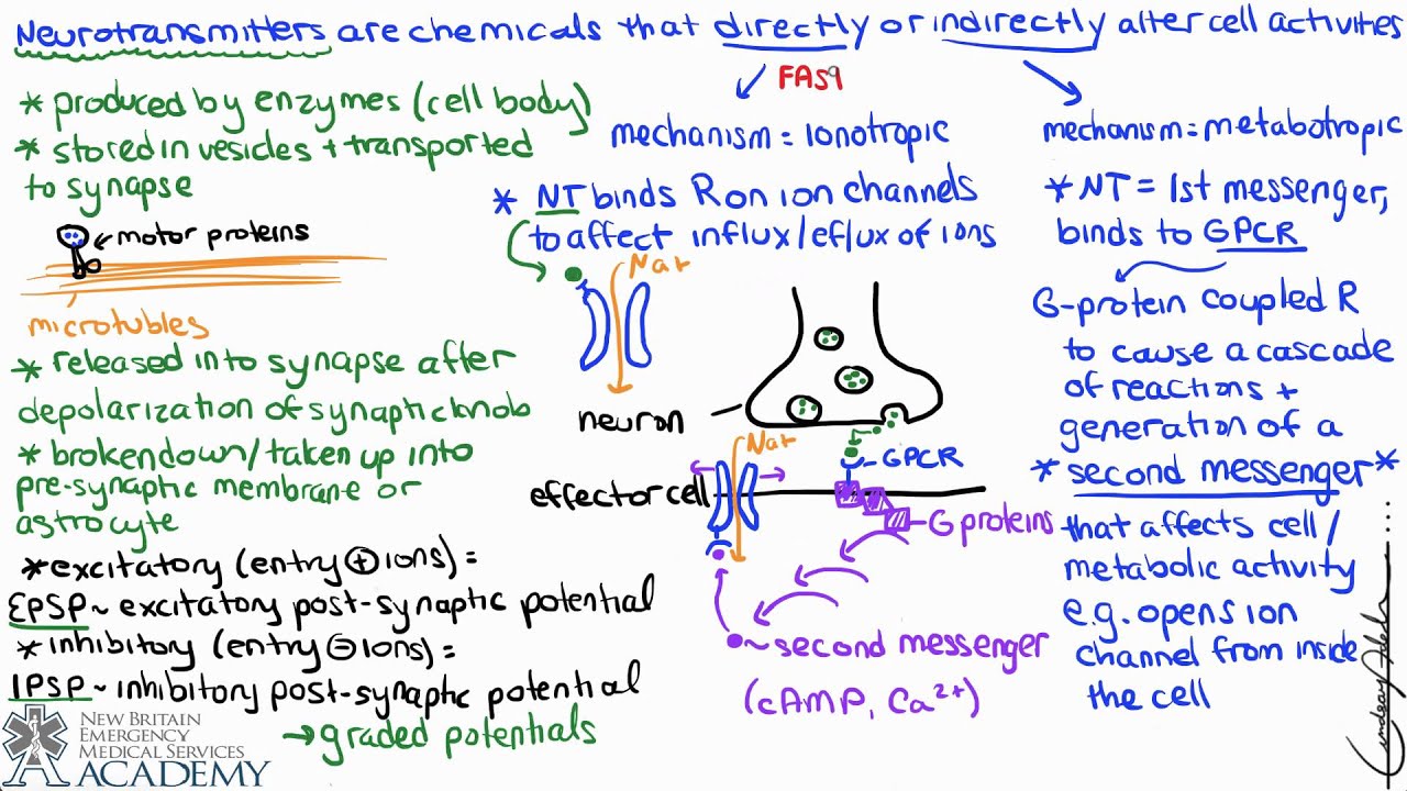Neurotransmitters & Receptors