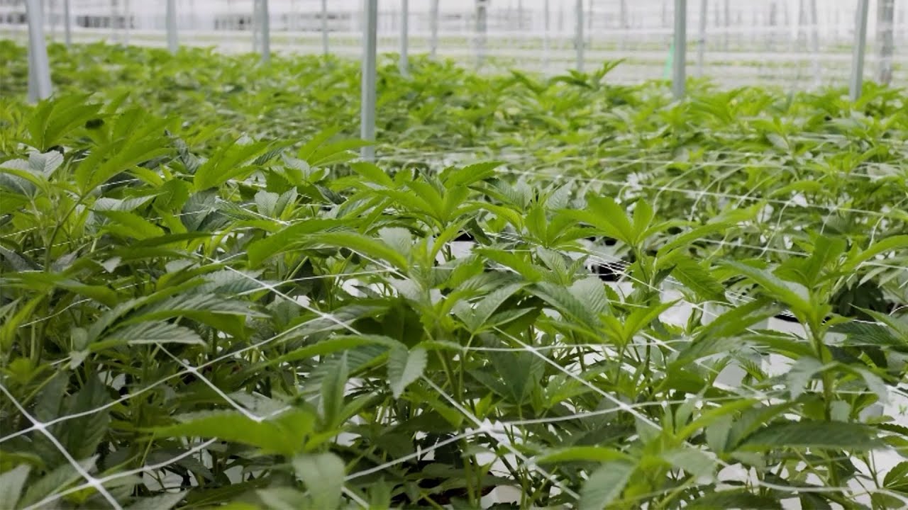 The Business of Cannabis - Keystone Edition Health
