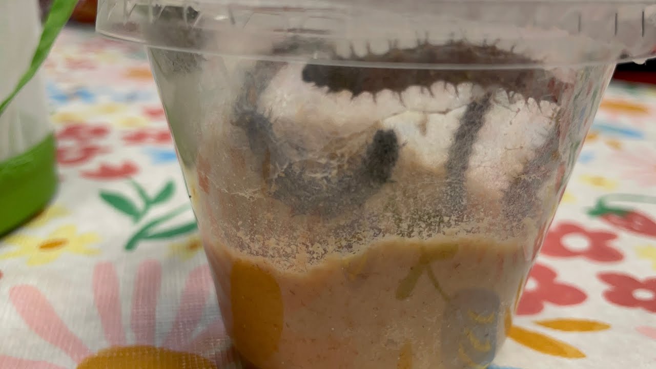 Day 5 of the Caterpillars! Painted Lady Life Cycle.