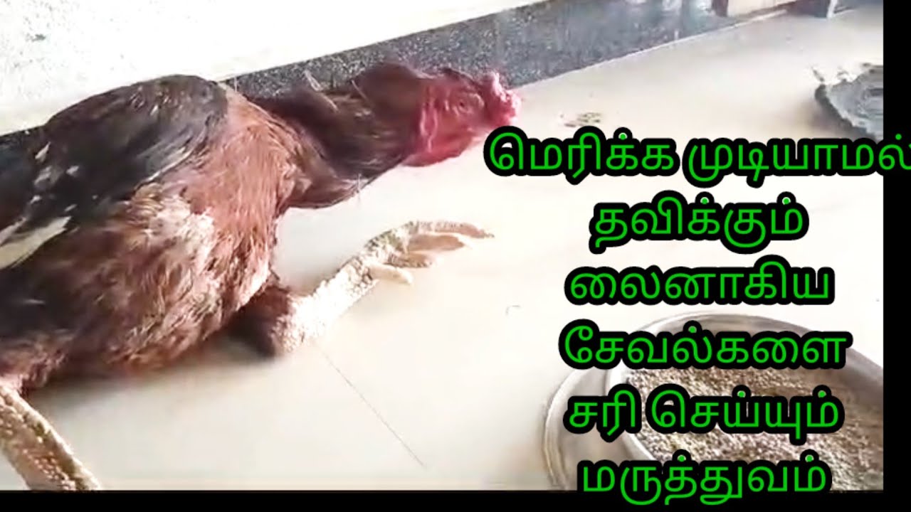 மிதிக்க முடியாமல் தவறி விழும் லைன்ஆகிய சேவல்களை சரி செய்யும் சிறந்த முறை