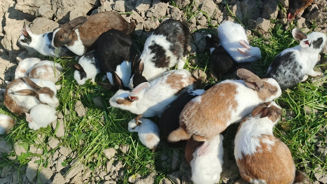 WOW RABBITS BREEDING 😱