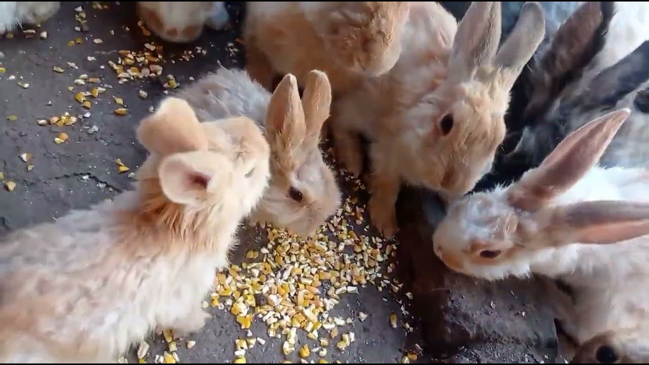 Mis 100 conejos 🐇💕 se acorrucan a tomar el sol por qué tienen frio 