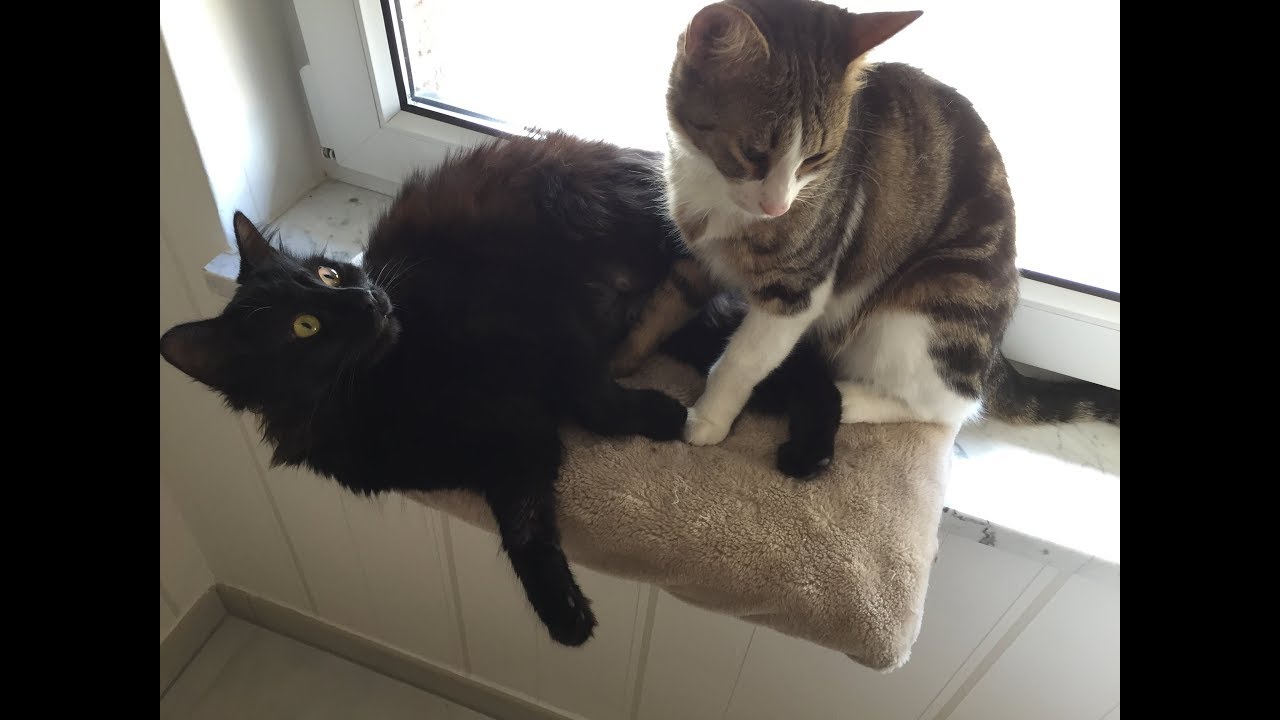 Allererster Freigang unserer Hauskatzen / Our cats first time outside