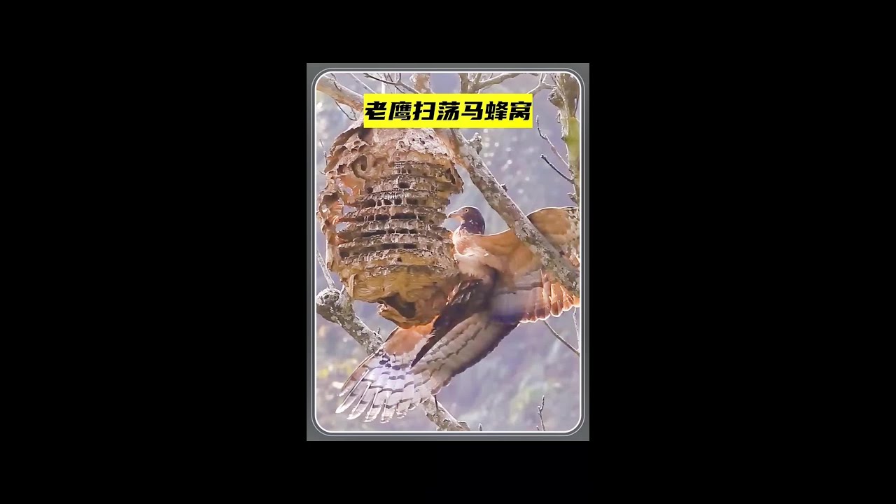 都說馬蜂窩捅不得，但這猛禽卻霸氣來掃蕩#野生動物 #老鷹