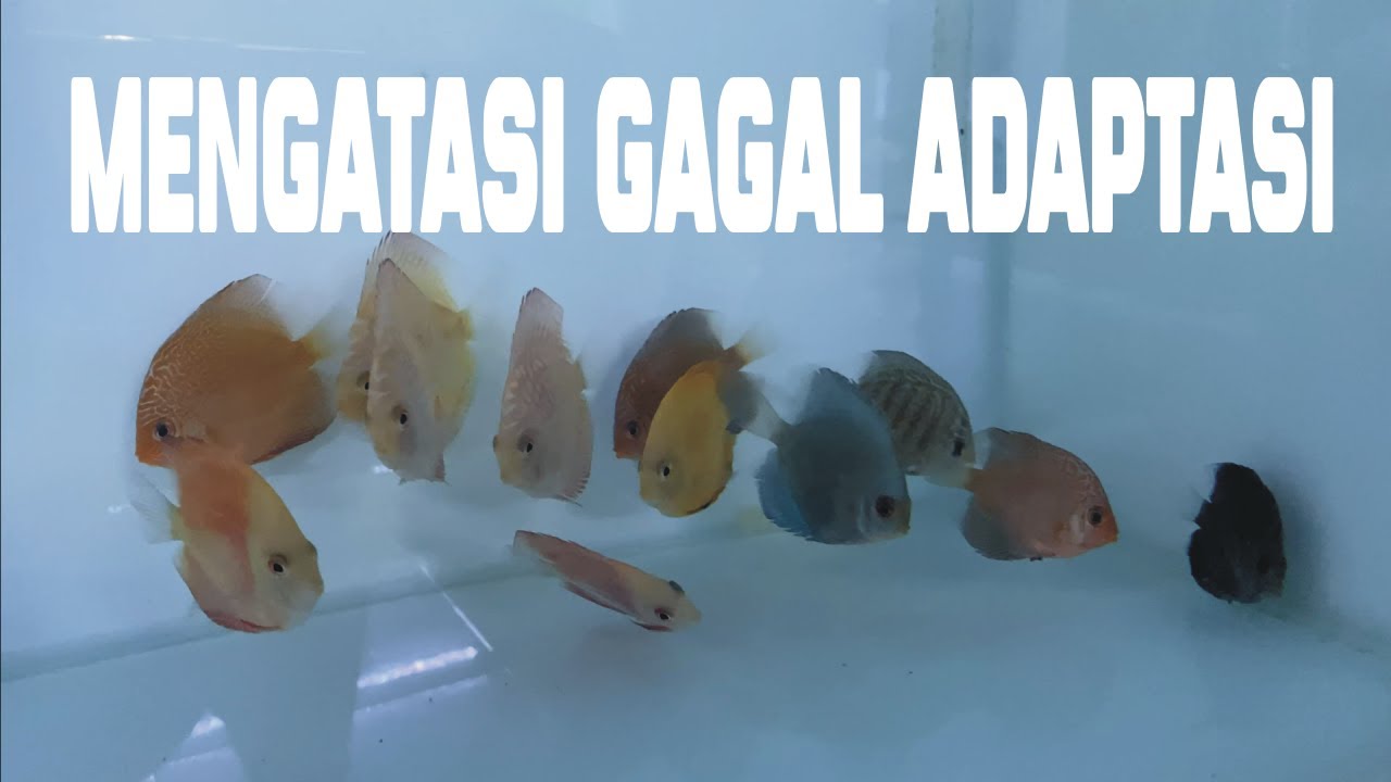 Cara Mengatasi Ikan Discus Yang Gagal Adaptasi Saat Awal Beli