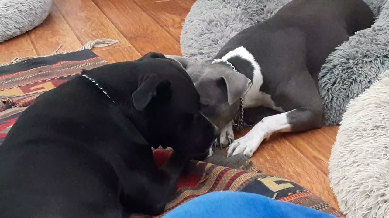 Gypsy n Raine ❤️🐾 Sunday morning 🌞