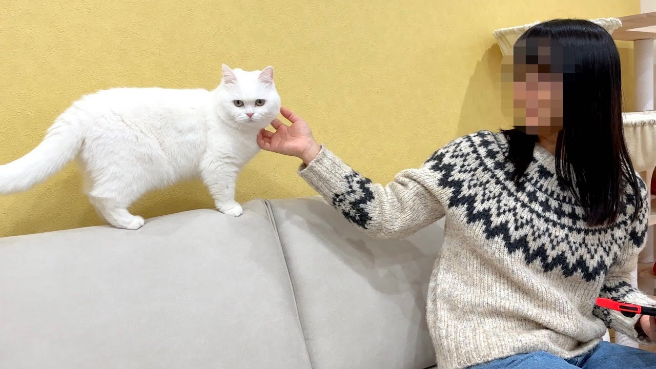 ビビりな猫が新しいソファを使ってくれました！