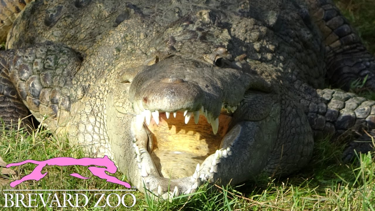 Brevard Zoo Tour & Review with The Legend