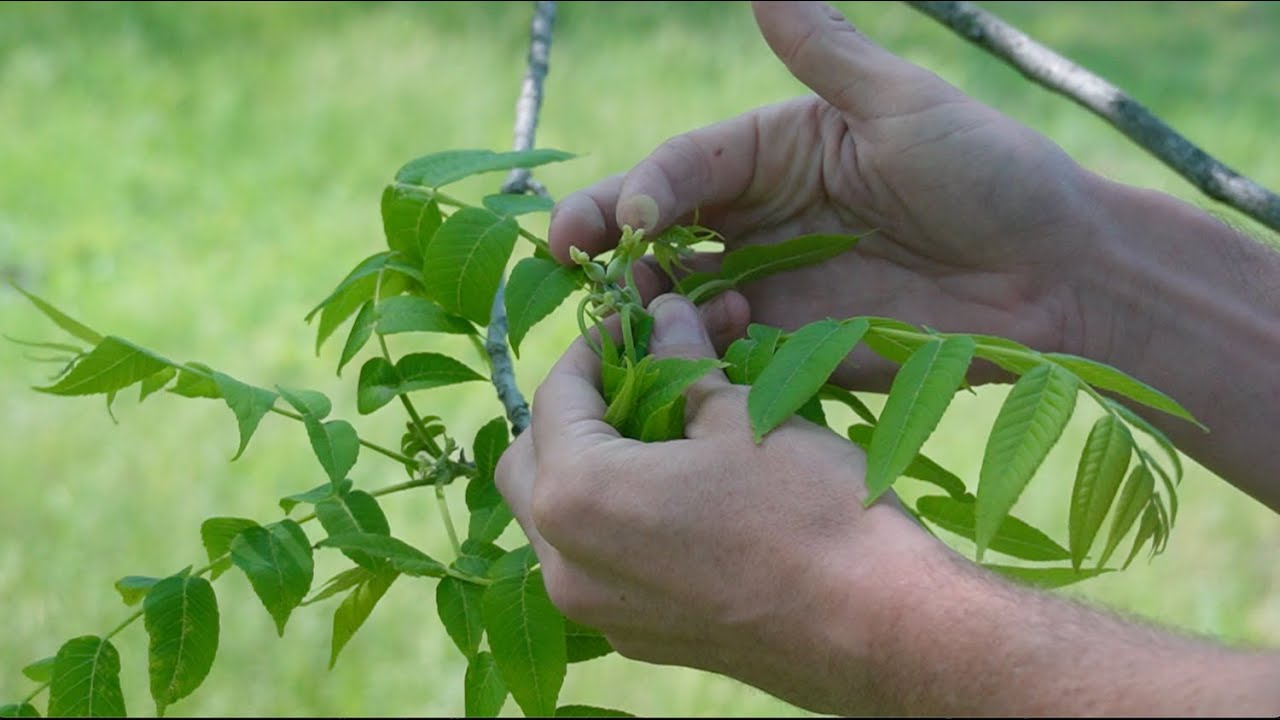 Controlled Pollination for Black Walnut