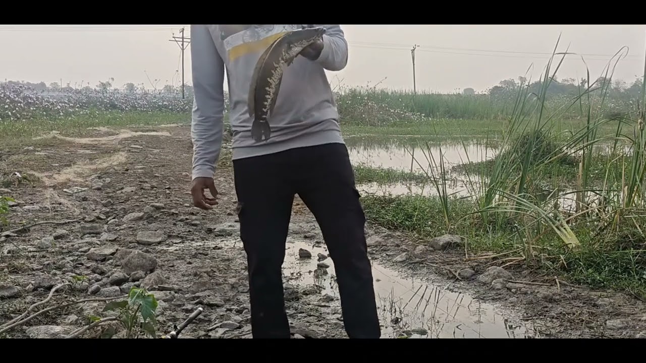 OMG! 😱 नदी के खतरनाक शिकारी 'Snakehead' का शिकार Hook Fishing Challenge 🎣😎 #riverfishing #snakehead