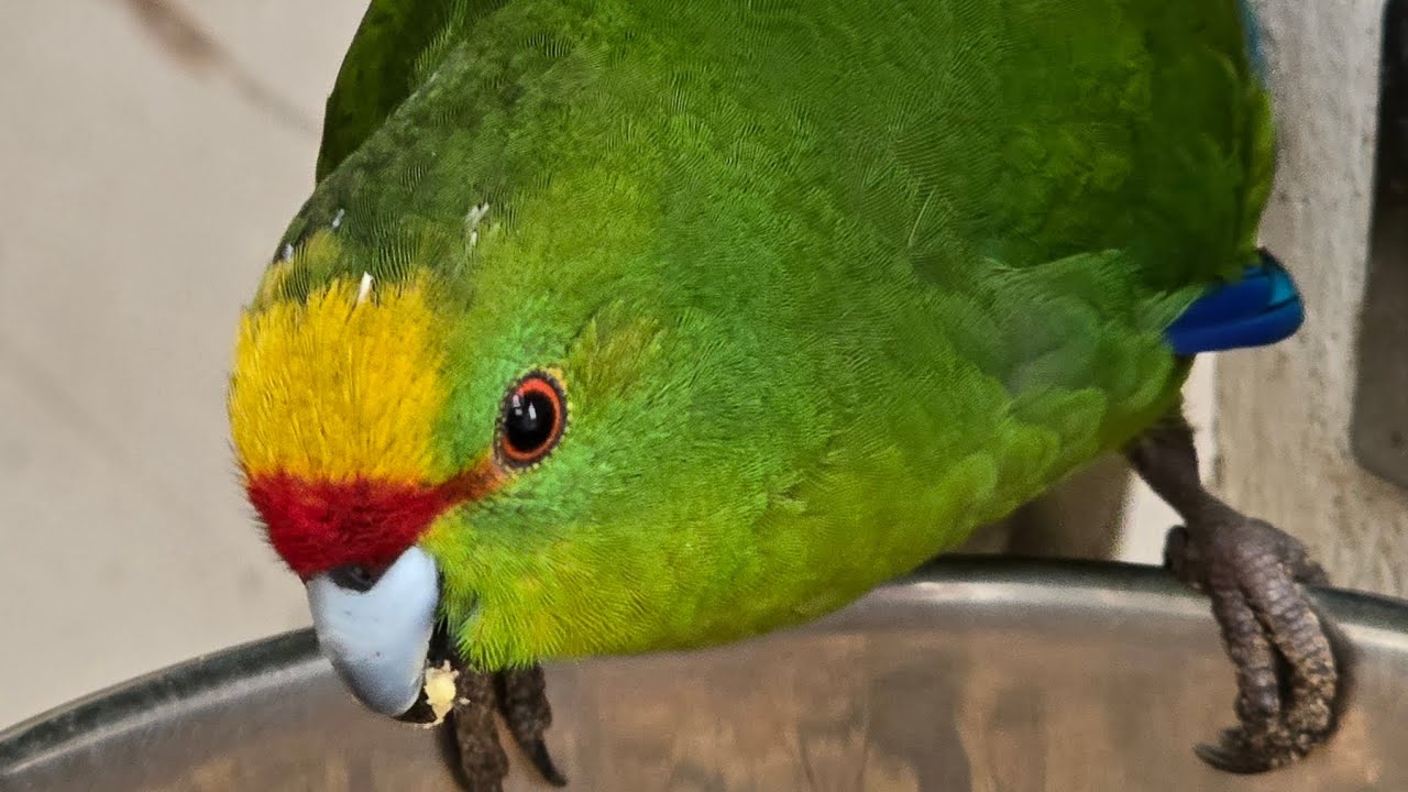 Warum ich Vögel halte 🦜🐦‍⬛💚 !!! 