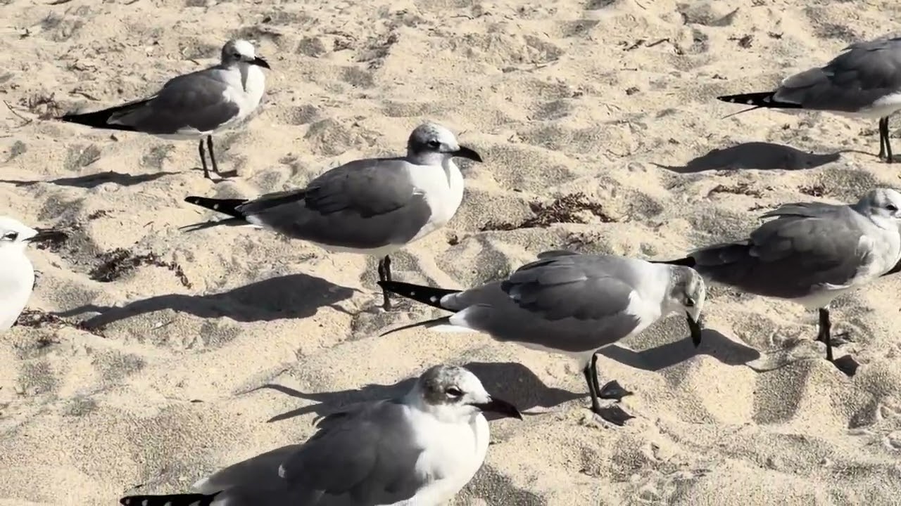 Gaviotas en la playa 🏖️ 