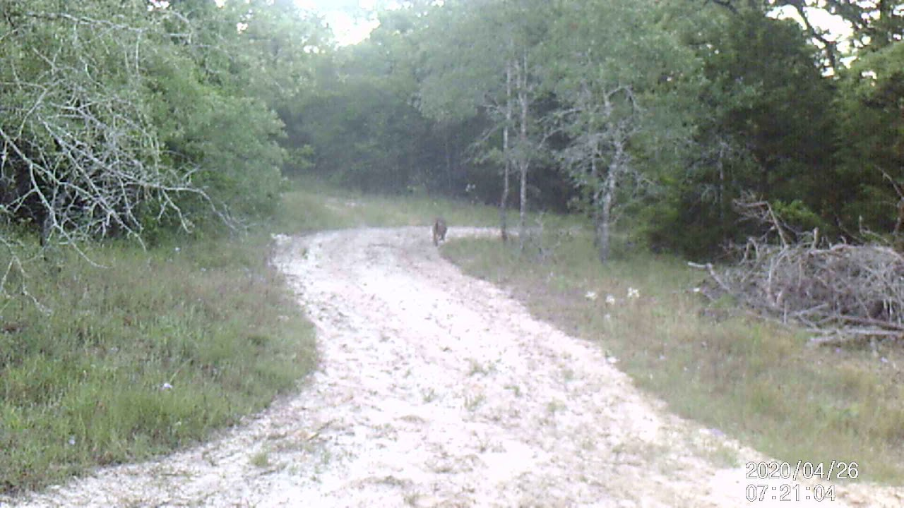 Northstar Ranch, Coyote