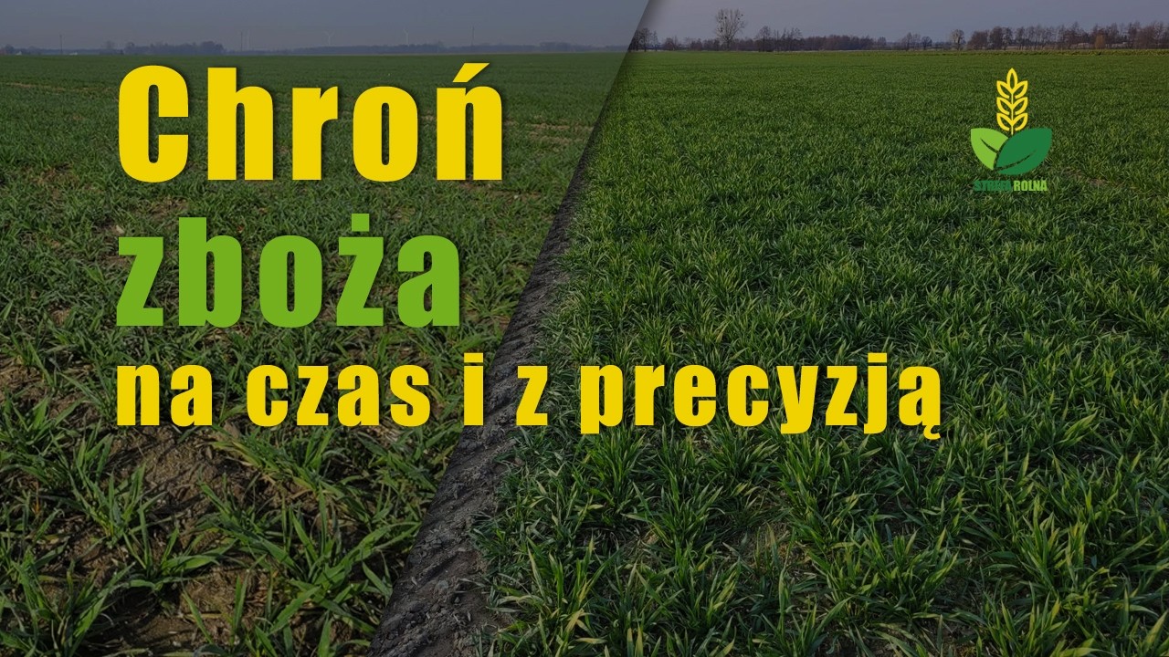 Pszenica: Ochrona fungicydowai regulacja. Razem czy osobno?