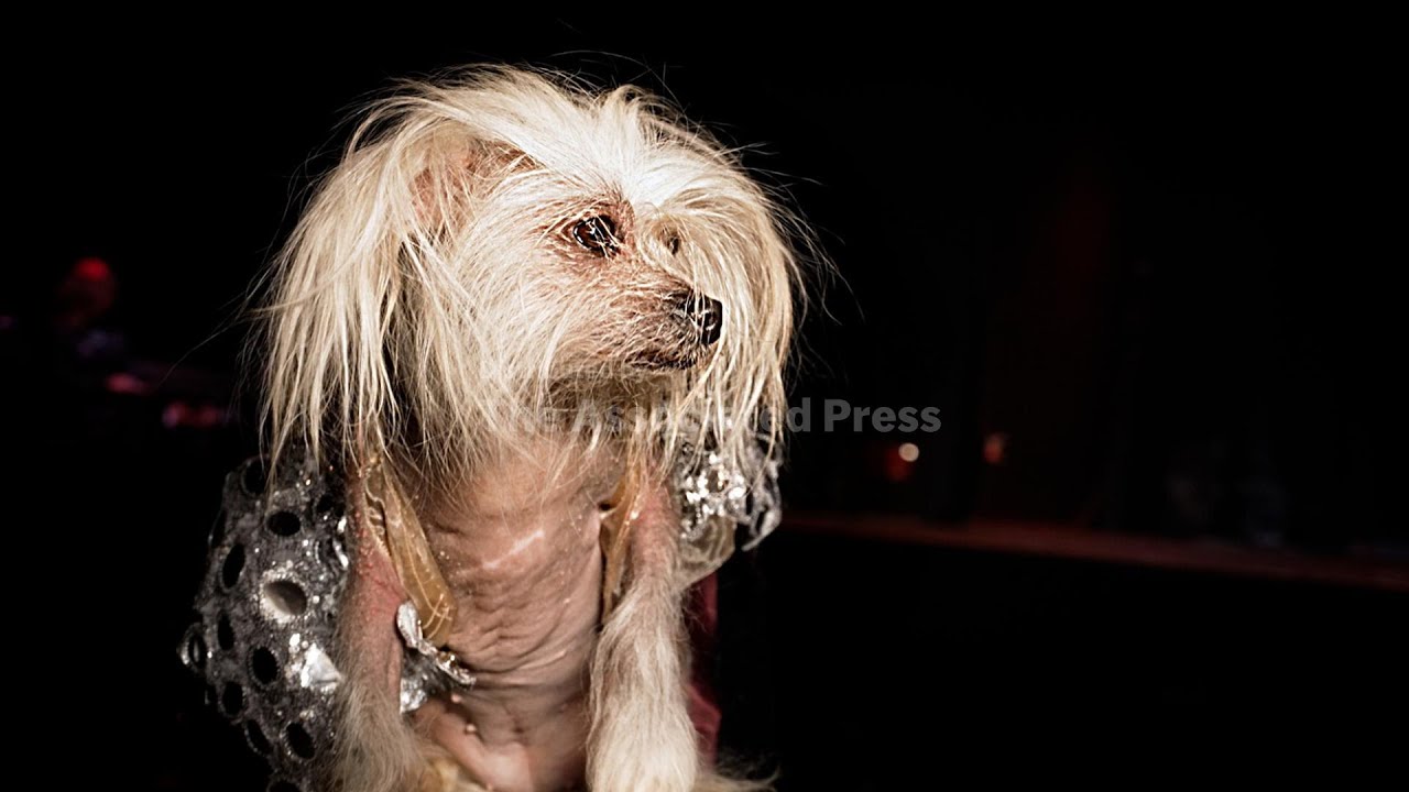 Canine couture causes tails to wag at doggy fashion show