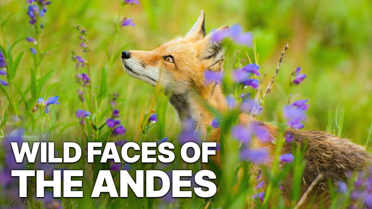 Wild Faces of the Andes | Rare Biodiversity