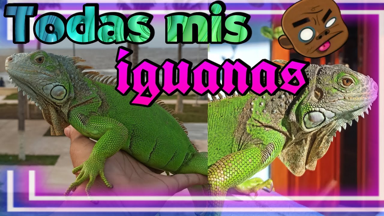 TODAS MIS IGUANAS !!! Actualización | Mis Iguanas Y Tortugas