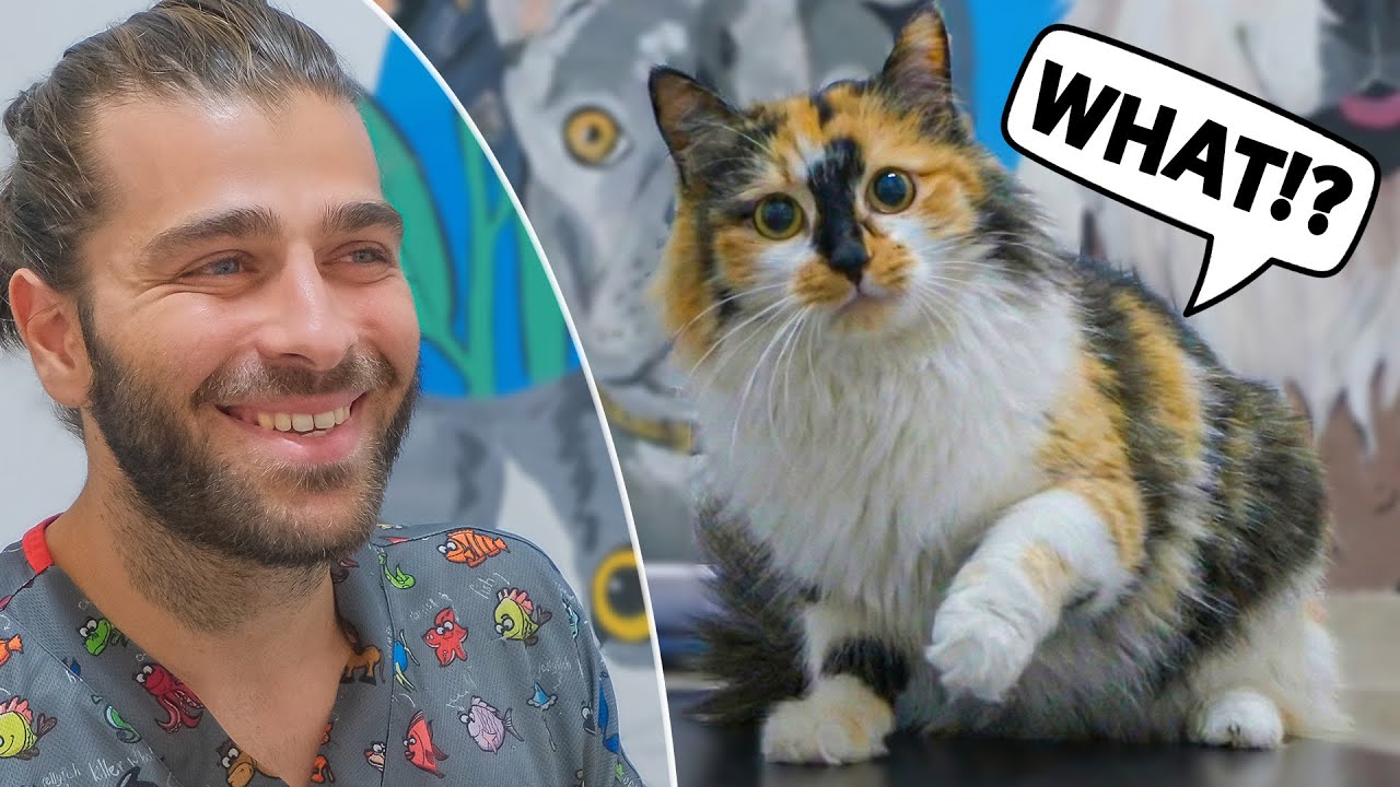 Милый, забавный, игривый и злой! (У этого кота есть всё!)