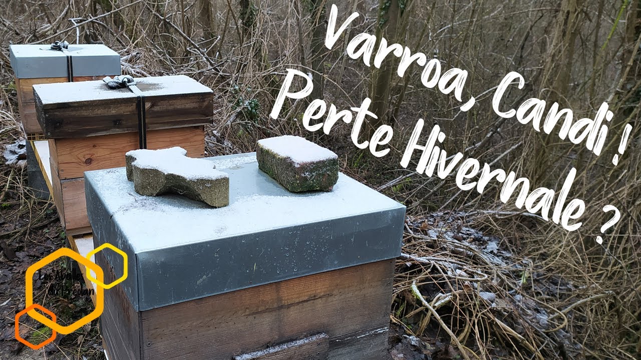 Varroa, Candi et Perte Hivernale ?