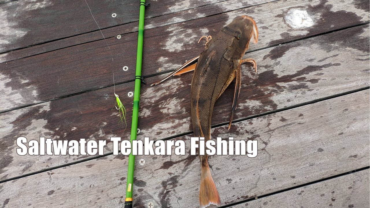 Saltwater Tenkara fishing - Sea Robins!