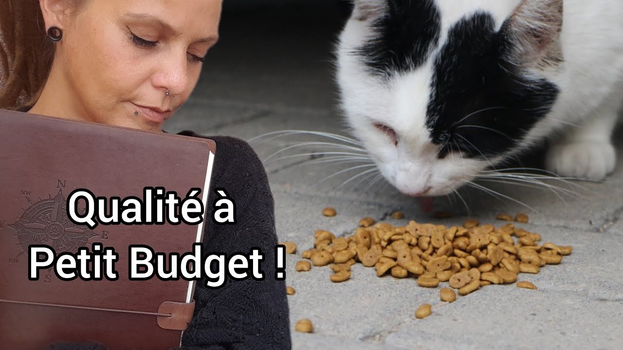 Bien Bourrir Son Chat Sans se Ruiner • Jour  49