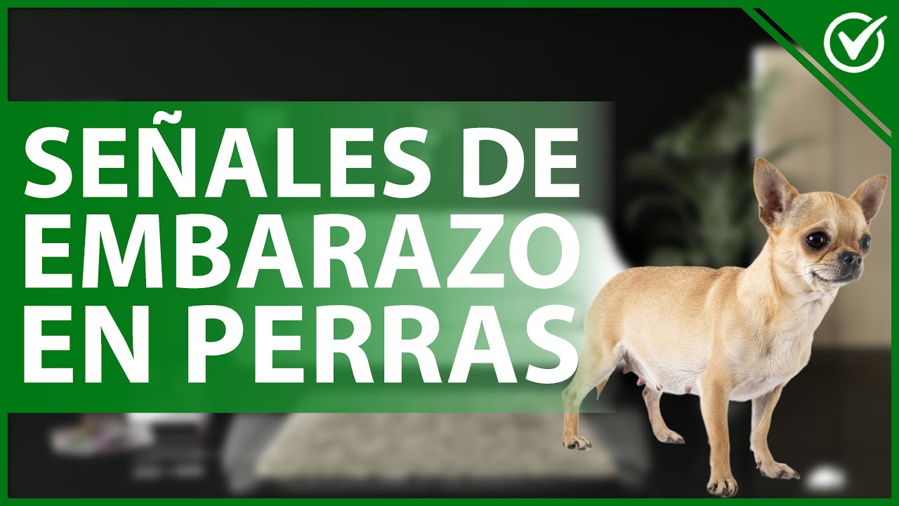 🐩 ¿Cómo saber si una PERRA está EMBARAZADA? - Señales físicas y pruebas 🐩