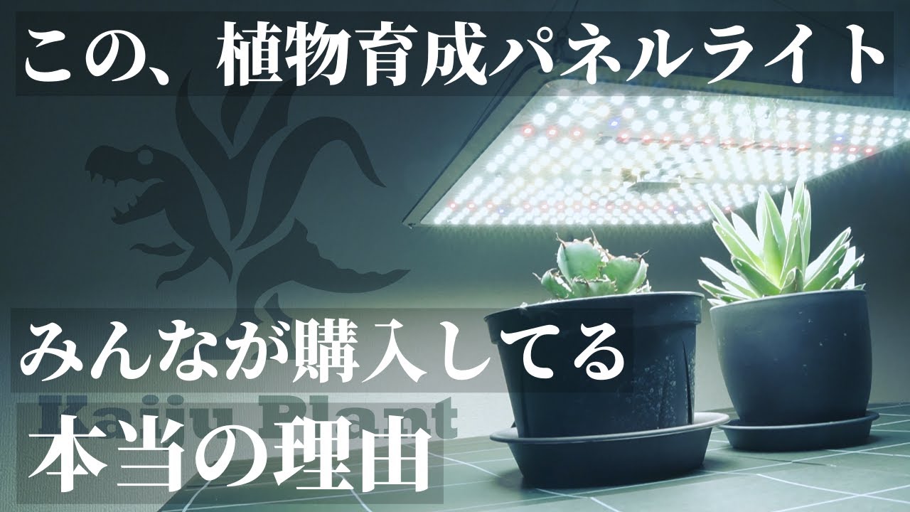 【超おすすめ】まるで太陽！植物育成用LEDパネルライト「怪獣フレア301」レビュー！弟の怪獣フレア281も同時デビュー！室内管理はこれで安心！アガベ｜塊根植物｜多肉植物｜実生苗｜Kaiju Plant