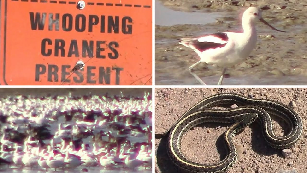 One Day At Quivira National Wildlife Refuge - Thousands of Birds Seen
