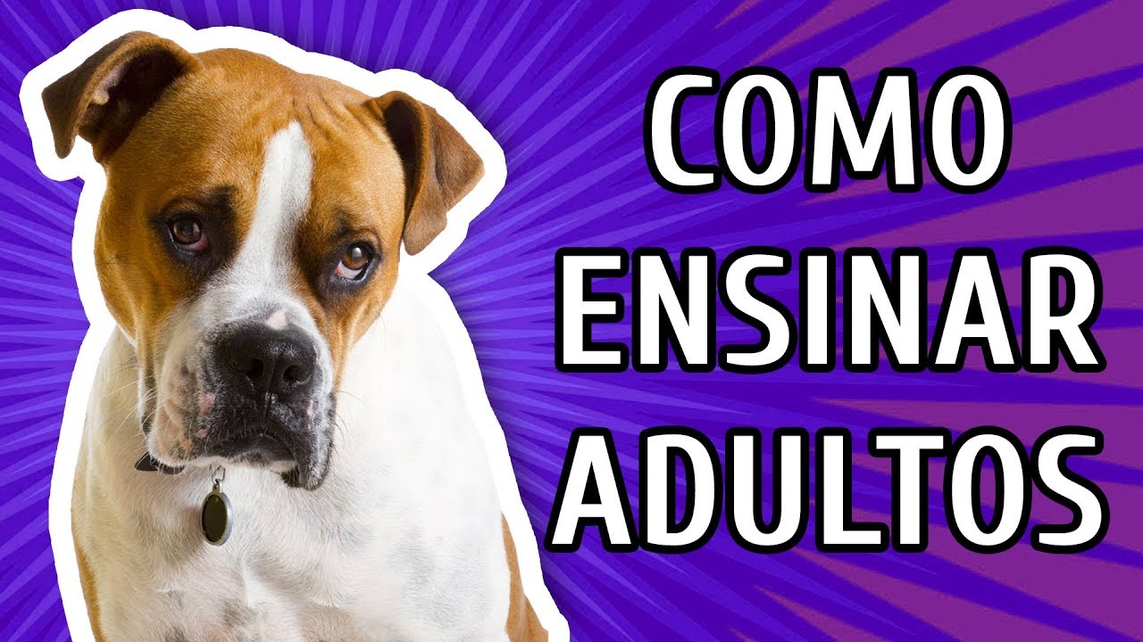 COMO ENSINAR CÃES ADULTOS A FAZER XIXI NO LUGAR CERTO