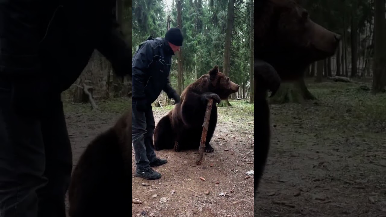 19.11.2023 Bear Tom
