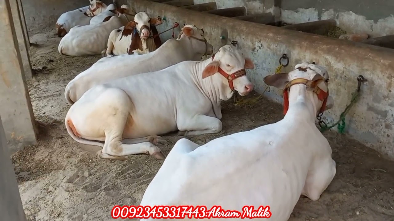 Hamdan Cattle Farm & Palai Centre Punjab Bahawalpur|MANDI VISIT|