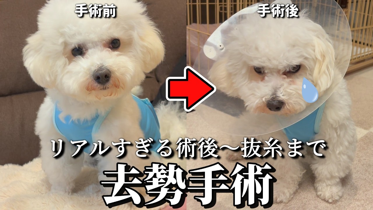 【去勢手術】辛すぎて動けず、ワンパク子犬の様子がおかしい。リアルすぎる術後の様子。