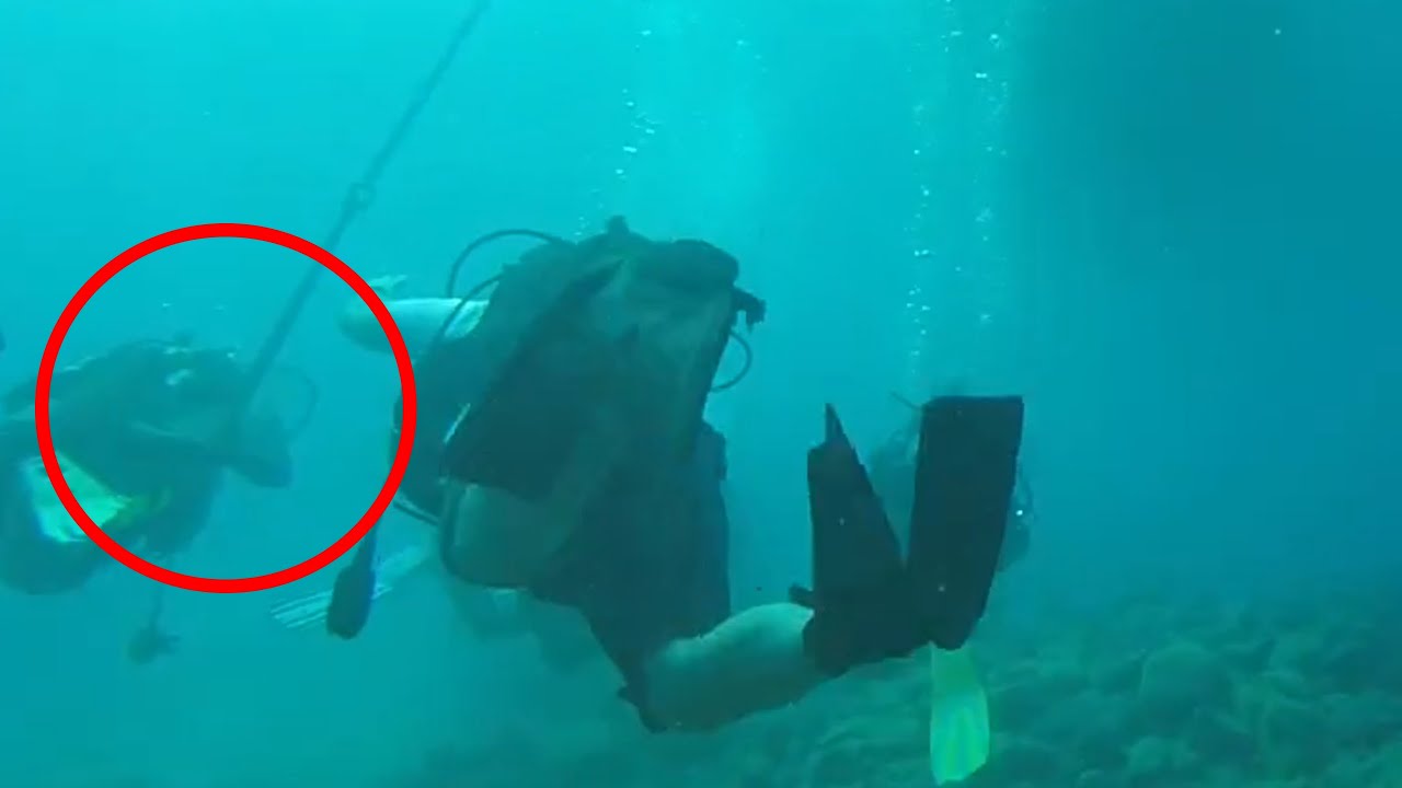 These Dives Took an Unexpected Turn