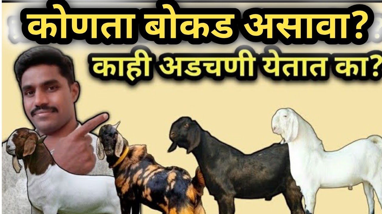 शेळ्यांना लागवडीचा बोकड कोणता असावा व कसा असावा? | बोकड निवडताना... #शेळीपालन #Shelipalan