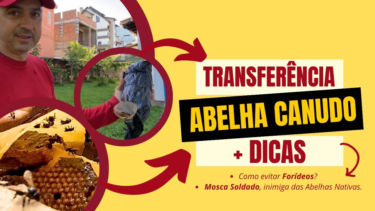 Transferência de Abelha Canudo (Scaptotrigona depilis sp.) infestada com larvas de Mosca Soldado.
