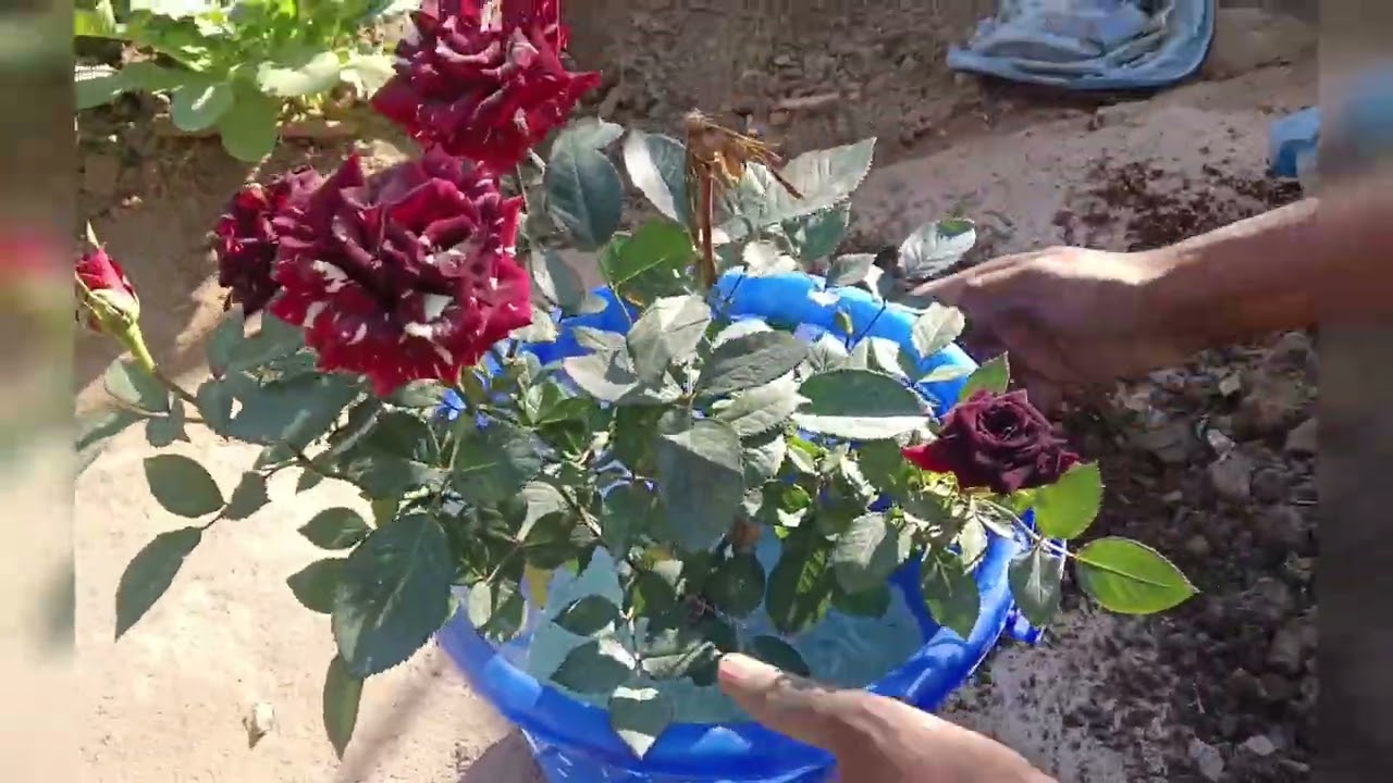 गुलाब लगाने का सही तरीका | Rose Planting at Home | Healthy Rose Tips 🌹