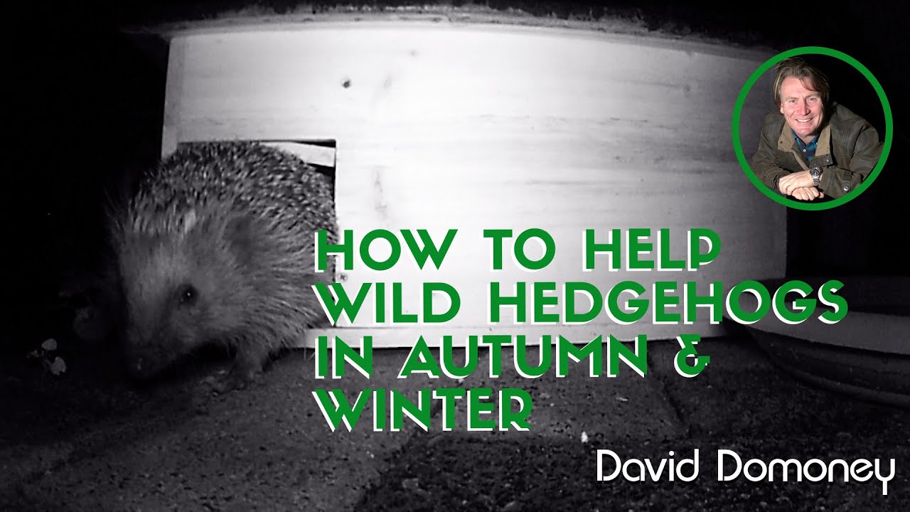 How to Help Wild Hedgehogs Survive Winter