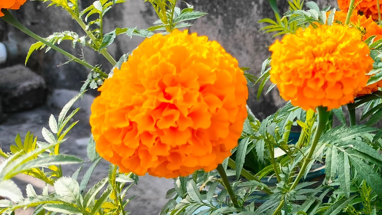 শীতের গাঁদা ফুলের বাগান 🥰🥰