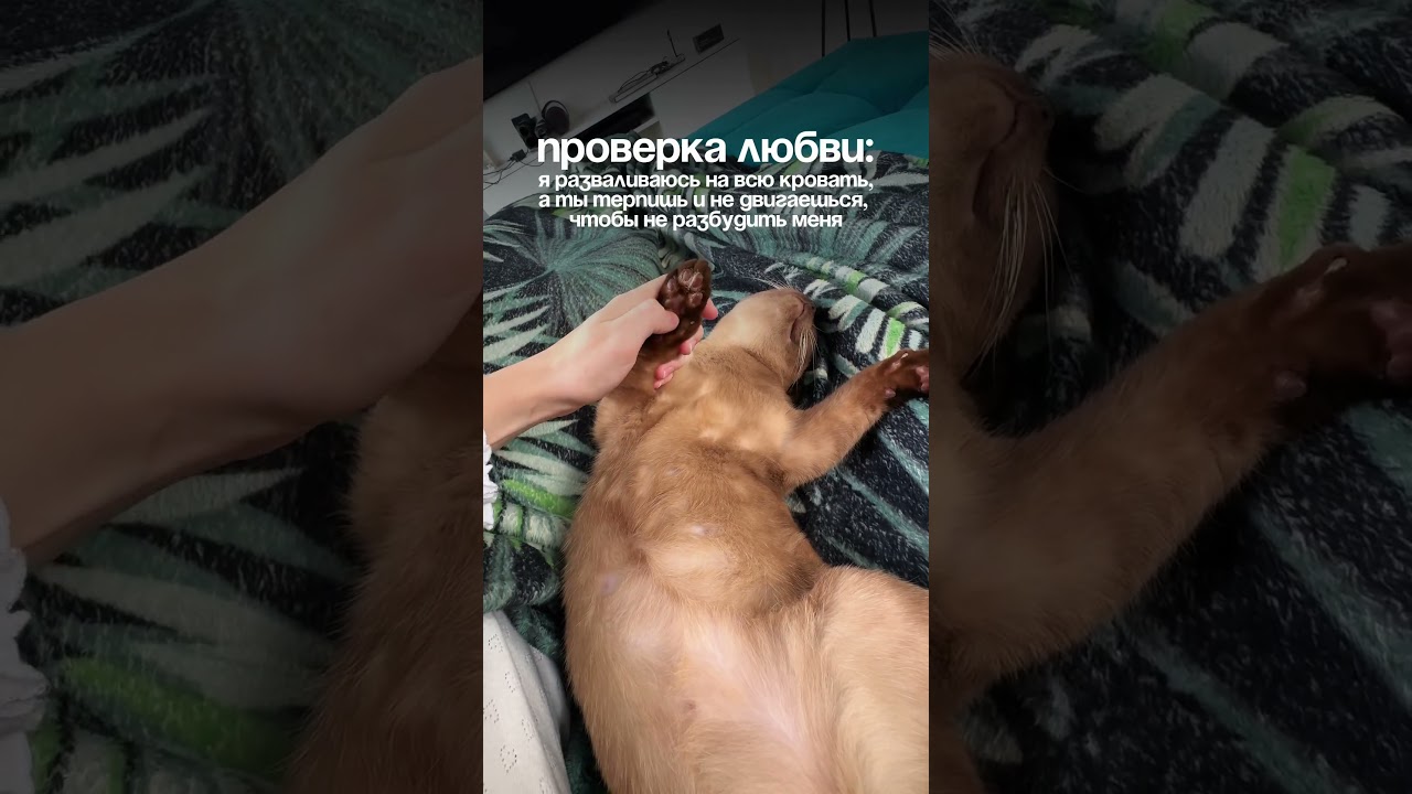 Прошли проверку?) #бурма #бурманскийкот #котики #любовь #европейскаябурма