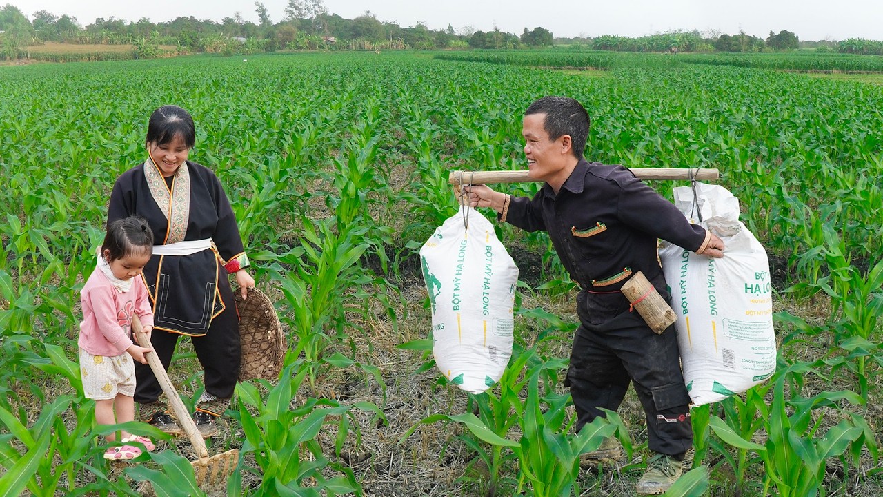 Dwarf Family Primitive Life: Dwarf Family Reclaims Land to Grow Corn - A Primitive Way of Farming