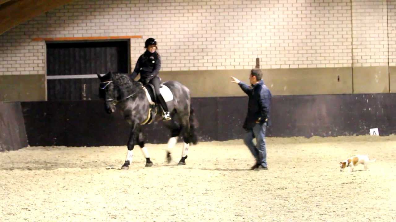 Brandt zadels - een zadel op maat gemaakt voor jouw paard