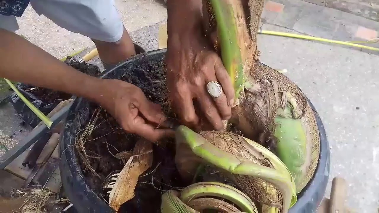 Aneh!! Cara membentuk Bonsai Kelapa yang unik