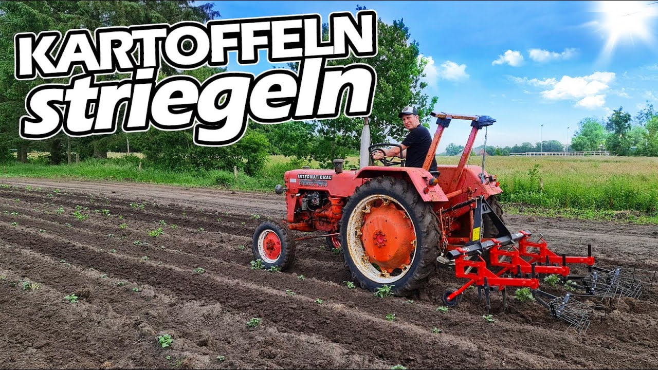 Kartoffel striegeln mit OPA! | Neues Werkzeug im Einsatz! | Mc Cormick D430 | Mr. Moto