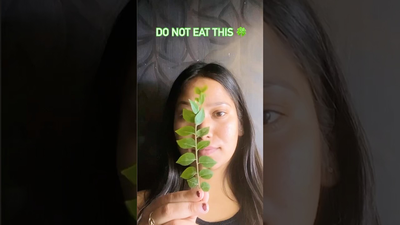 Curry leaves benefits 🍀Hairs growth/ Skin glowing #curryleaves #shortsviral #ytshort