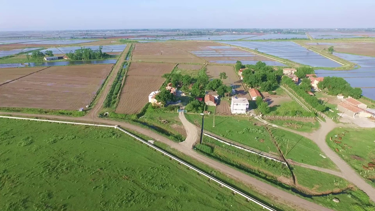 Pirinç tarlaları emenli köyü