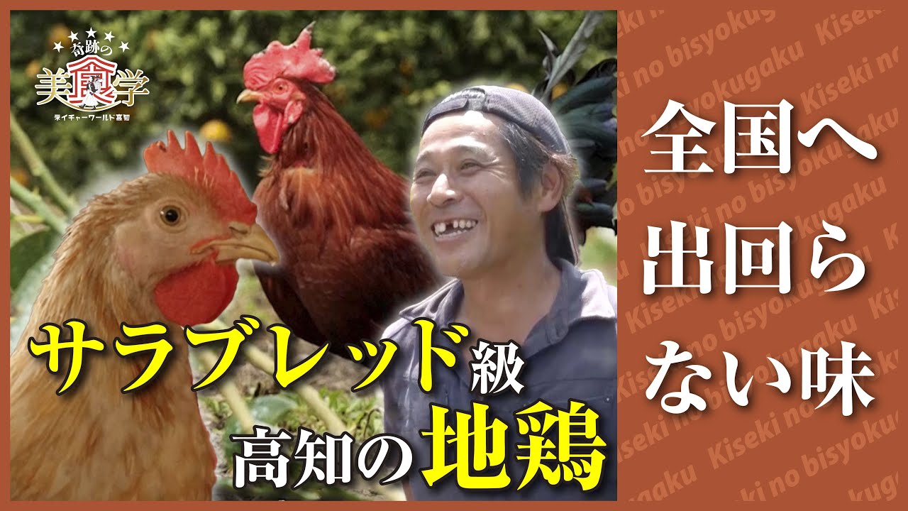 高知の地鶏はサラブレッド級！全国へ出回らない土佐はちきん地鶏、土佐ジロー【奇跡の美食学】