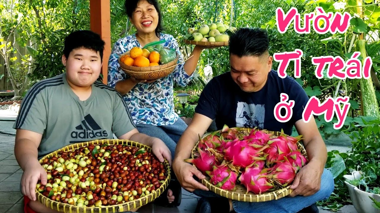 Cắt cây TÁO TÀU trĩu quả, vườn NGÀN TRÁI độc đáo của người Việt ở Mỹ