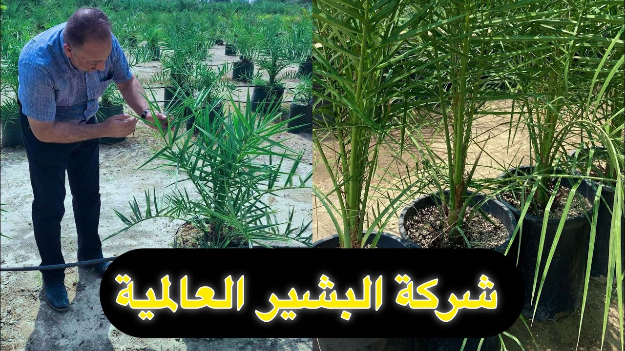 تهيأة الأرض وغرس الفسائل وقطف الثمار عمل كادر البشير في احد مزارع كربلاء 07718477886-07870066660